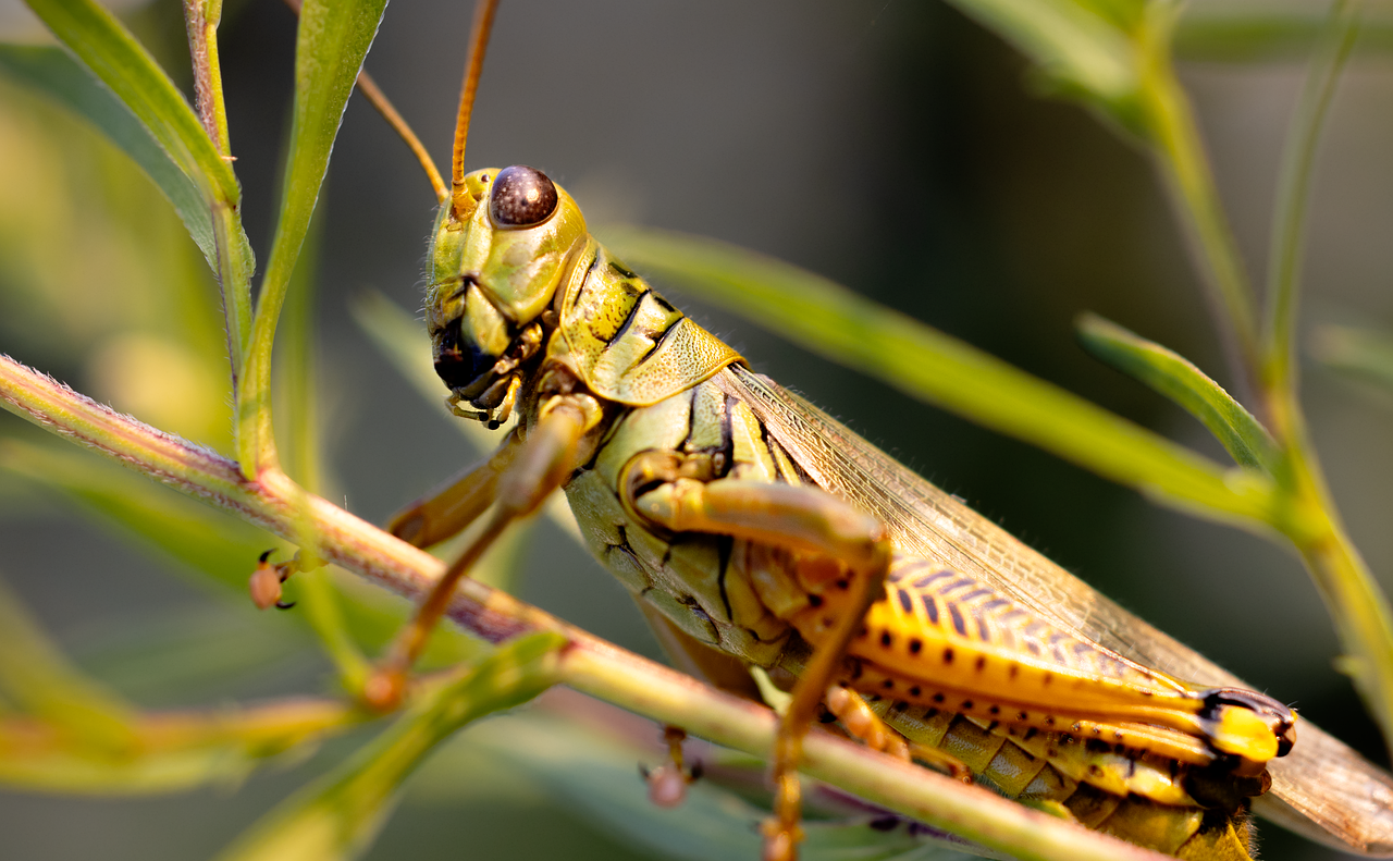 Grasshopper