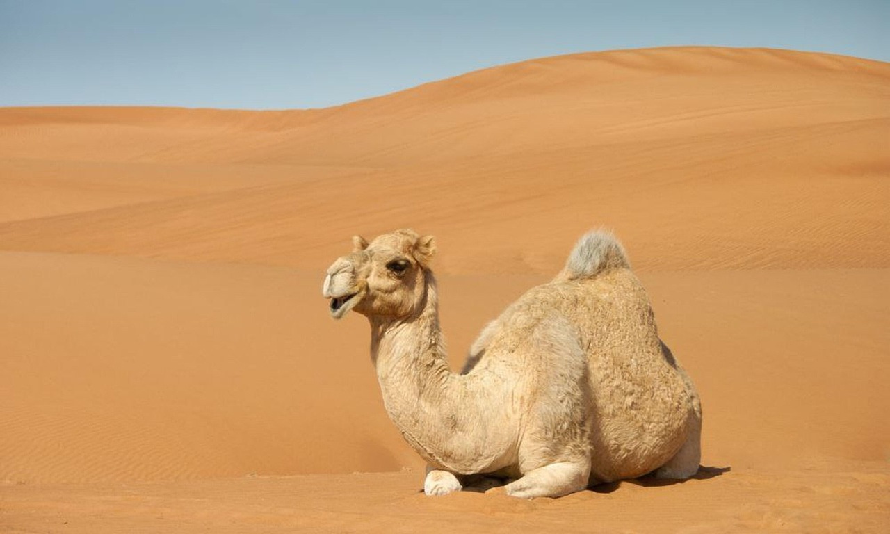 Desert and Camel